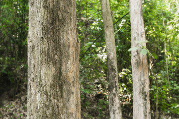 Teak tree in the forest with blurred background