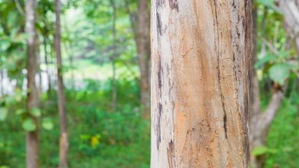 Teak tree in thTeak tree in the forest with blurred backgrounde forest with blurred background