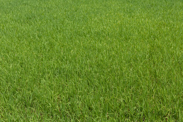 Green rice field in thailand 