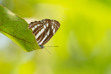 Close-up Athyma, a genus of brush-footed butterflies, on green leaf in a garden. Abstract blurred green nature background with copy space.
