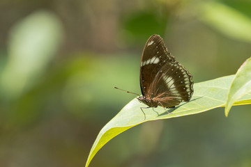 Close-up Great Eggfly (Hypolimnas bolina jacintha) butterfly on green leaf in a garden. Abstract blurred green nature background with copy space.