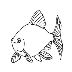 swimming decorative aquarium fish, barbus with tail and fin, home pet, vector illustration with black contour lines isolated on white background in Doodle and hand drawn style