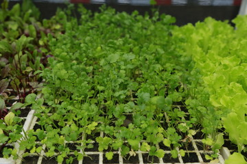 lettuce in the garden