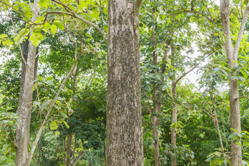 Obraz premium Teak tree in the forest 