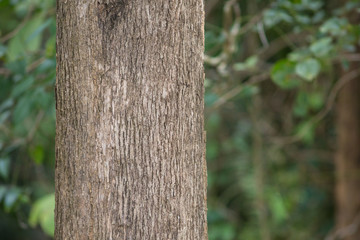 Teak tree in the forest with blurred background