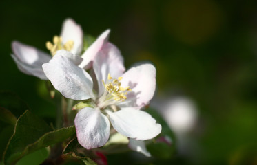 Large white flower of an apple-tree near green young leaves in original solar lighting. Play of light and shadow.