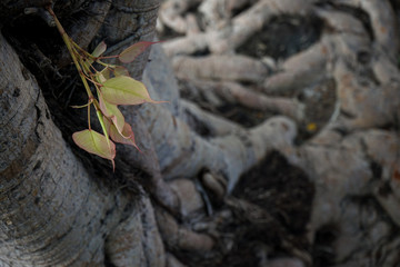 lizard on the tree