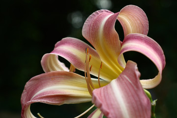 Graceful flower of a day lily of a spider with curved petals in gentle yellow and lavender tones...