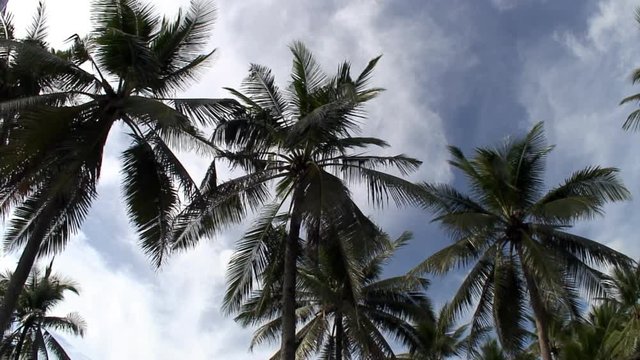Static video palm trees on background of blue sky and white clouds on islands of Republic of Philippines.