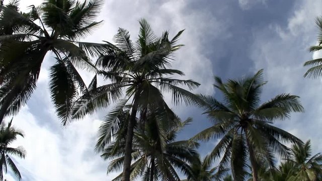 Palm trees top during wind on background of blue sky on islands of Republic of Philippines.