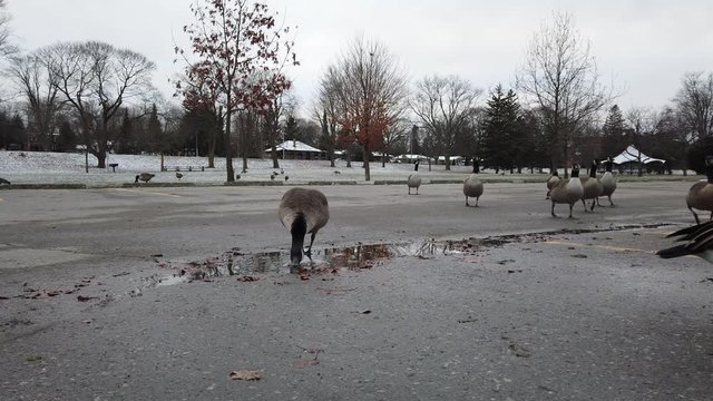 Close Up Canadian Geese In Parking Lot Looking For Food While One Drinks From Rain Water