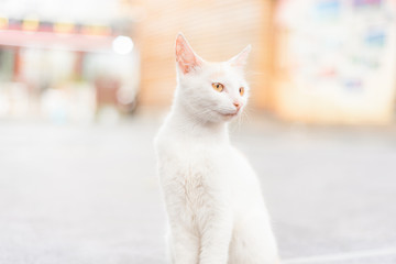 cat with blue eyes
