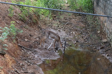 Impala herd with reflections in water.beautiful impala antelope carefully drinking from a pond