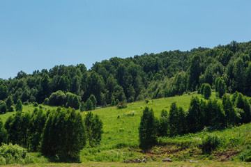 Summer green forest on the hill with clear blue sky