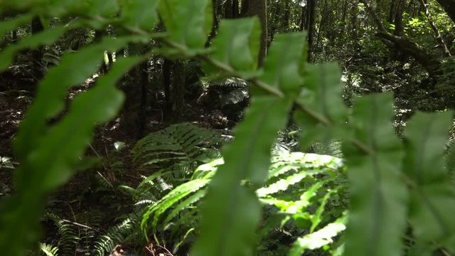 Forest foliage in New Zealand sliding from right to left