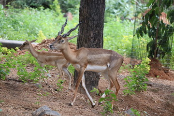 Rear view of impala standing on grassy field.Male impala antelope standing on shaded grass