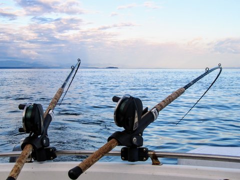 Two fishing rods held in fishing rod holders, attached to a back of a boat.  The rods are bent from the weight of the down riggers.  People are trolling for salmon of the coast of British Columbia.