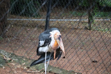 Marabou close up. The greater adjutant (Leptoptilos dubius) is a member of the stork family.File #:...