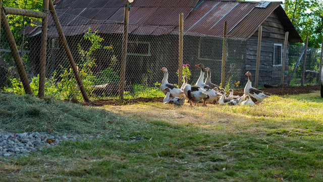 familia, campo, gansos, cerca, &aacute;rbol, hojas, ranas, cerco, malla, aves, tierra, casa, antigua, parvada, foco