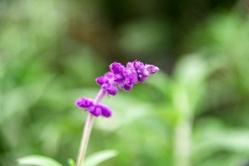 purple flower