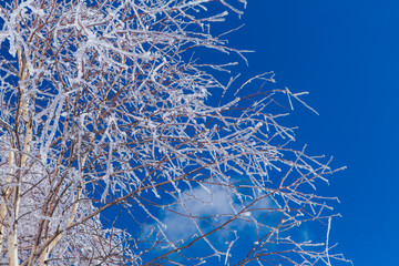 Bearch tree branches coveres with ice. Beautiful winter landscape.