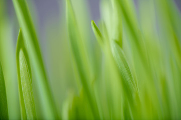 Close Up of New Freshly Grown Wheatgrass