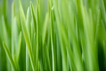 Fototapeta na wymiar Close Up of New Freshly Grown Wheatgrass