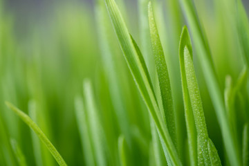 Plakat Close Up of New Freshly Grown Wheatgrass
