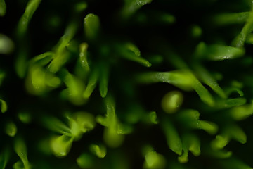 Close Up of New Freshly Grown Wheatgrass