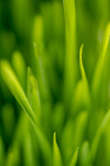 Close Up of New Freshly Grown Wheatgrass