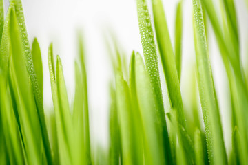 Close Up of New Freshly Grown Wheatgrass