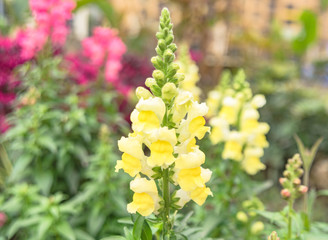 yellow flowers in the garden