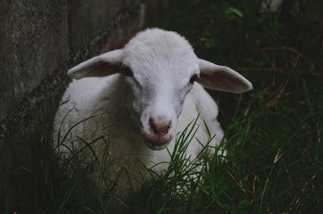 Obraz premium A sheep in the nature.
