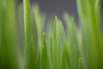 Close Up of New Freshly Grown Wheatgrass