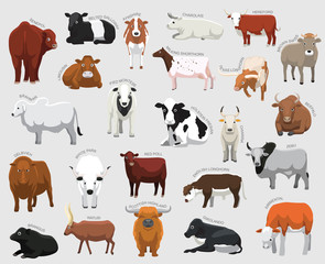 Domestic Cow Set Various Kind Identify Cartoon Vector