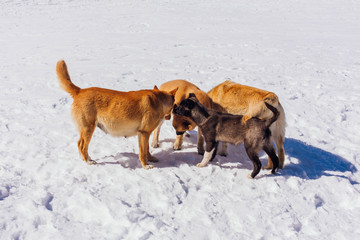 Four dogs on snow in a bright day