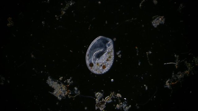 microorganism in pond water under microscope unicellular organisms