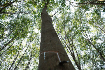 Fototapeta premium East of Thailand: December 2019, rubber tree plantation.