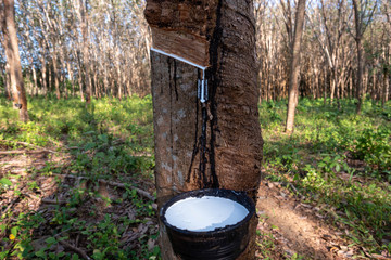 East of Thailand: December 2019, latex sap drips from the rubber tree.