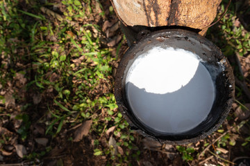 East of Thailand: December 2019, drop acid making rubber lumps that last processing before selling.