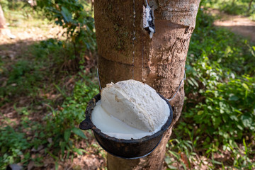 East of Thailand: December 2019, drop acid making rubber lumps that last processing before selling.