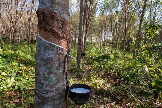 East of Thailand: December 2019, drop acid making rubber lumps that last processing before selling.