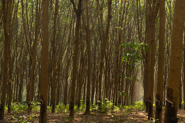 Obraz premium East of Thailand: December 2019, rubber tree plantation.