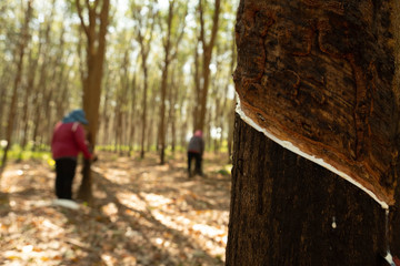 East of Thailand: December 2019, latex sap drips from the rubber tree.