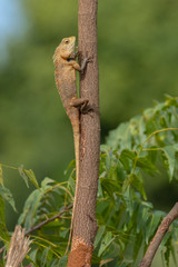 Oriental Garden Lizard (Calotes versicolor), Udawalawe National Park, Sri Lanka