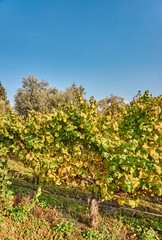 Fototapeta na wymiar Vineyard in the early Autumn after harvesting