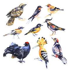 Collection of birds. watercolor painting isolated on white background.