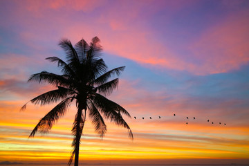 Obraz na płótnie Canvas flame red orange yellow sky silhouette birds flying in sunset back on coconut tree