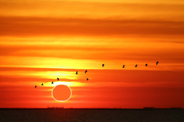 phenomenon of partial sun eclipse over silhouette birds flying on sea and sunset sky