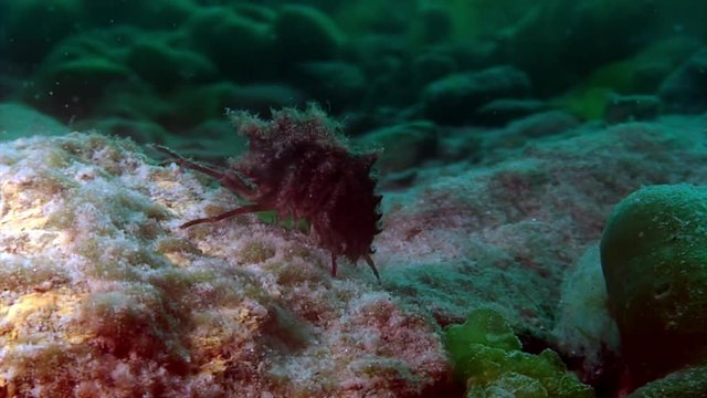 Crayfish Acanthogammarus underwater of Lake Baikal in Siberia Russia.